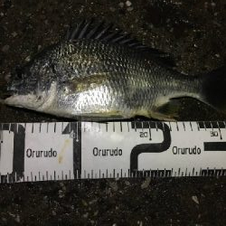 6/11釣果キビレタコアジサバ