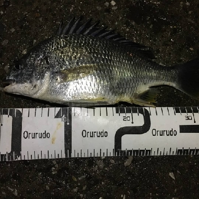 6/11釣果キビレタコアジサバ