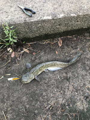 増水後のナマズ釣り