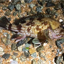 ロックプラッキング