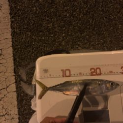 アジングのはずが…