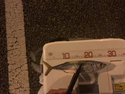 アジングのはずが…