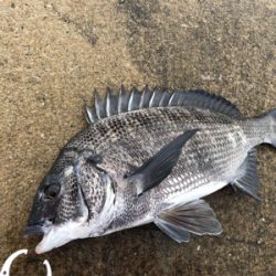 雨の午後からチヌ狙い