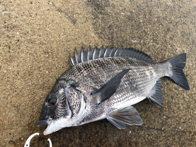 雨の午後からチヌ狙い
