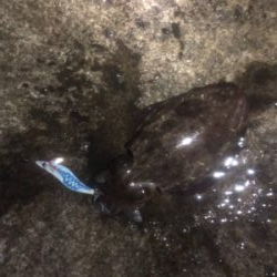 コウイカエギング