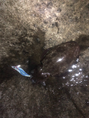 コウイカエギング