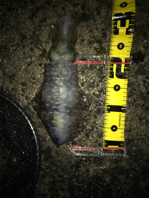 キロオーバーには程遠いけどσ(^_^;)ア…