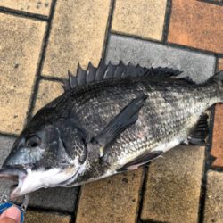 雨降りチヌ釣行