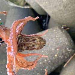 タコ、プチ爆。