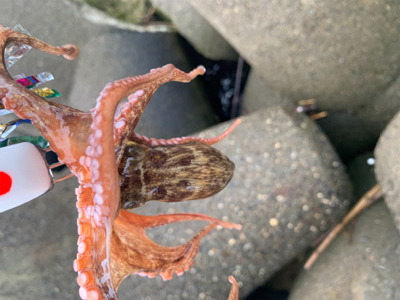 タコ、プチ爆。