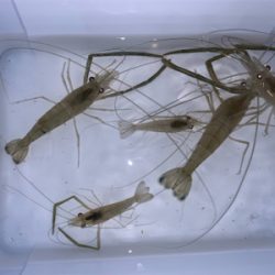 荒川　テナガエビ