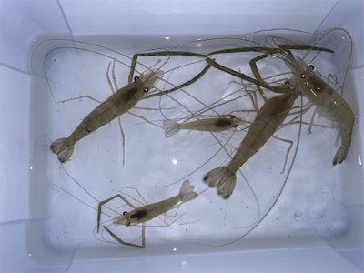 荒川　テナガエビ