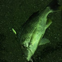 初のキビレです