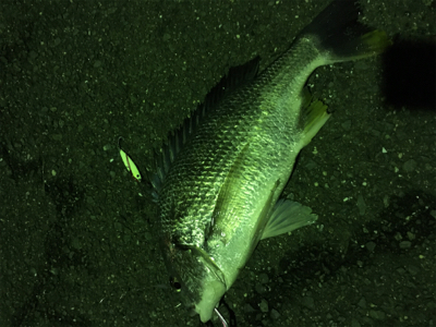 初のキビレです