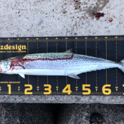 サワラ?サゴシ?今日は月曜日?