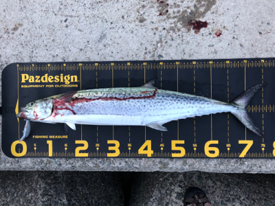 サワラ？サゴシ？今日は月曜日？