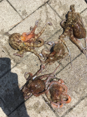 小サバに成長しつつ、タコはそろそろ♪