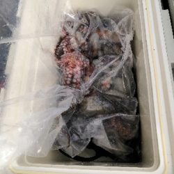 タコシーズンです