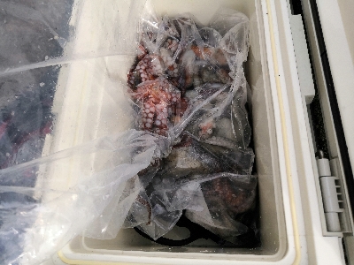 タコシーズンです