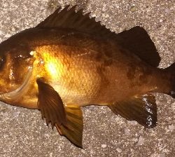 メバリング1840〜1925