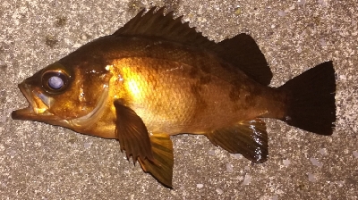 メバリング1840〜1925