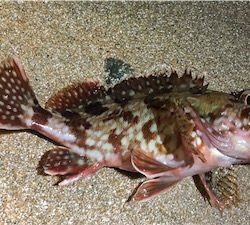 シンペンガシリング