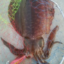 氷見で春アオリ！