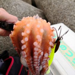 早朝オクトパッシング