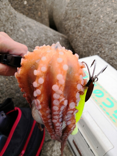 早朝オクトパッシング