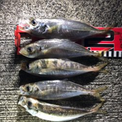 雨の後のアジ釣り