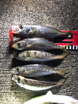 雨の後のアジ釣り