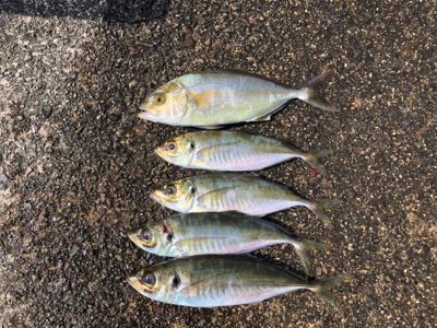 マイクロショアジギ