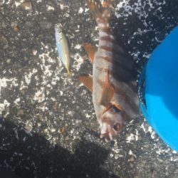 小鯖と豆鯵タカノハ鯛