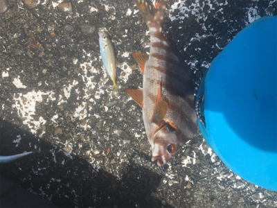 小鯖と豆鯵タカノハ鯛