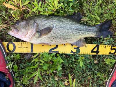 真夏のカバーゲーム