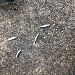 エギングのはずがサバサバサバ