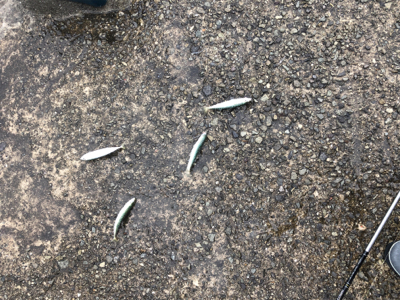 エギングのはずがサバサバサバ