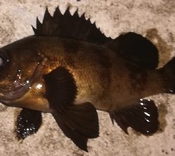 メバリング1905〜1930