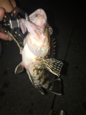 安定のタケノコメバル