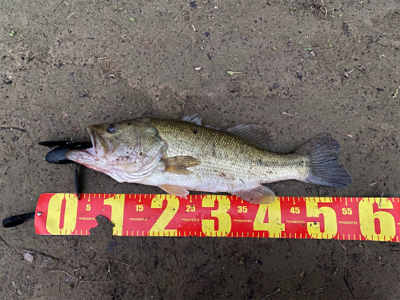 入魂フィッシュ