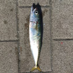 豆サバは小サバへ成長