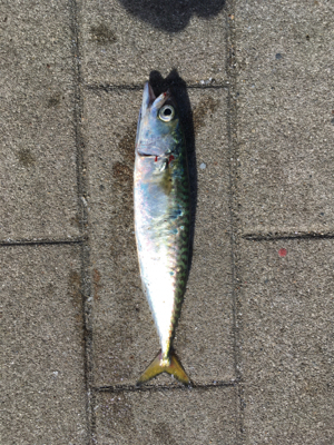 豆サバは小サバへ成長