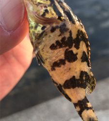 サバゲー楽しい!