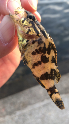 サバゲー楽しい!