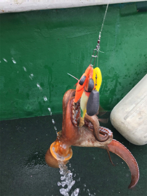 知り合いの船で明石タコ釣り