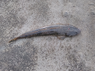 ボトムワインド