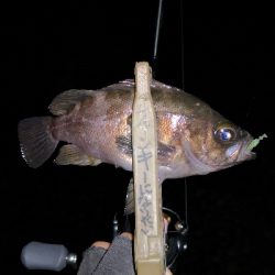 アジング練習 150