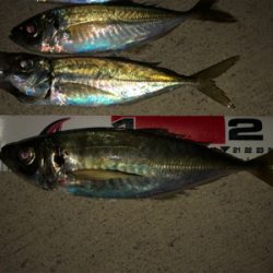 海太郎のスパテラで釣れました