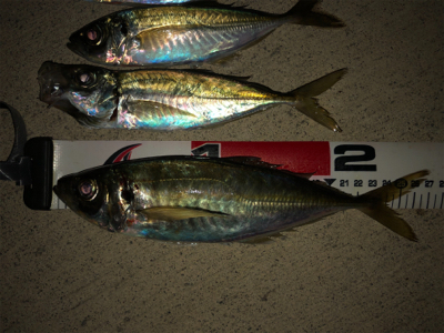 海太郎のスパテラで釣れました