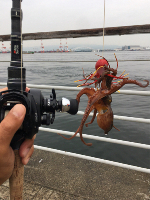 育ち盛りの小サバ∞タコも成長♪